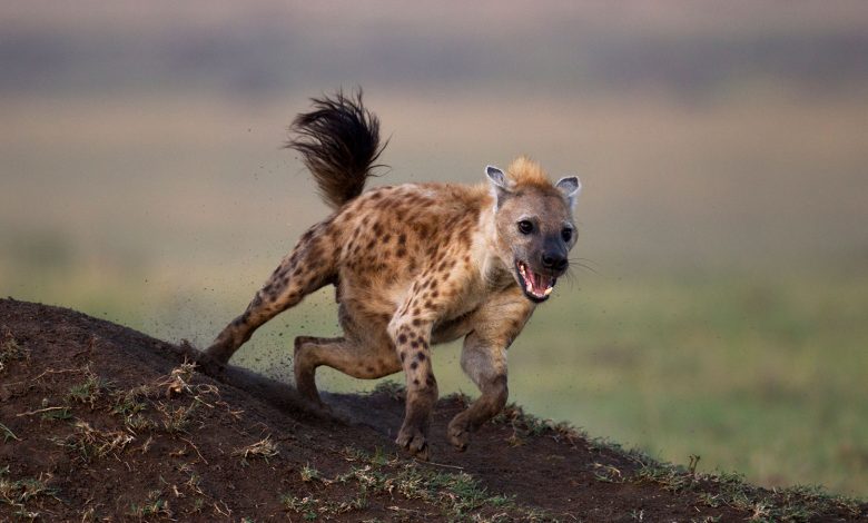 JUST IN: Fear Grips Residents As Hyena Breaks Loose From Custody